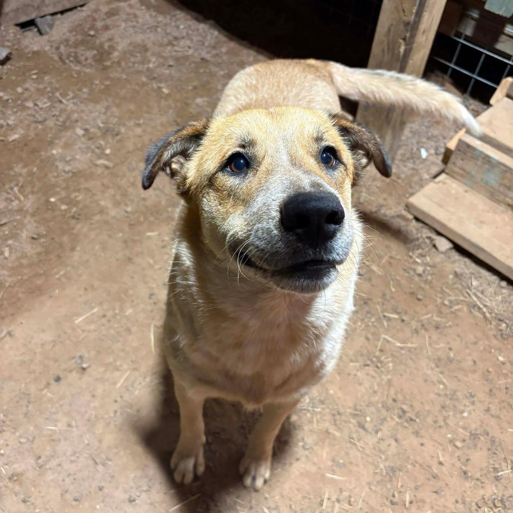 Enlarge Cowboy, a Adoptable mixed breed in Wadena, MN image 4/6