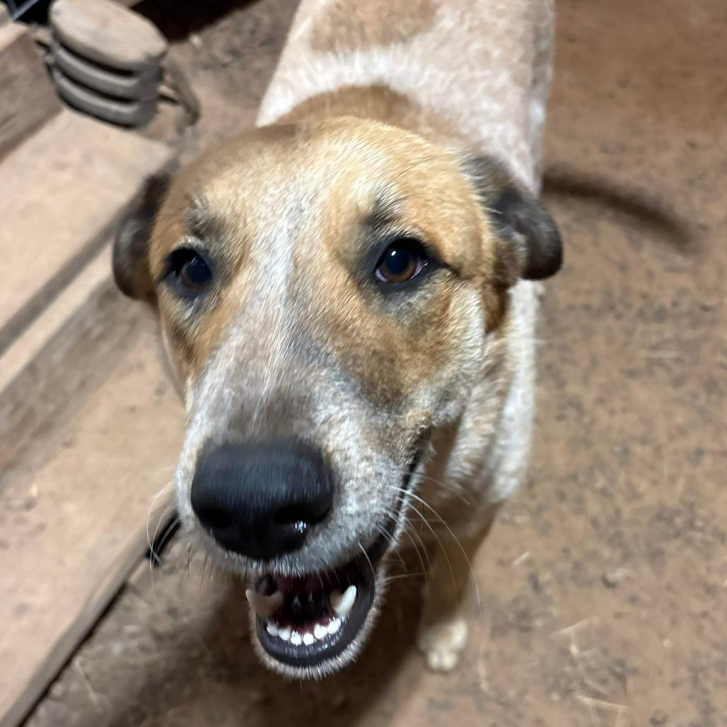 Enlarge Cowboy, a Adoptable mixed breed in Wadena, MN image 5/6