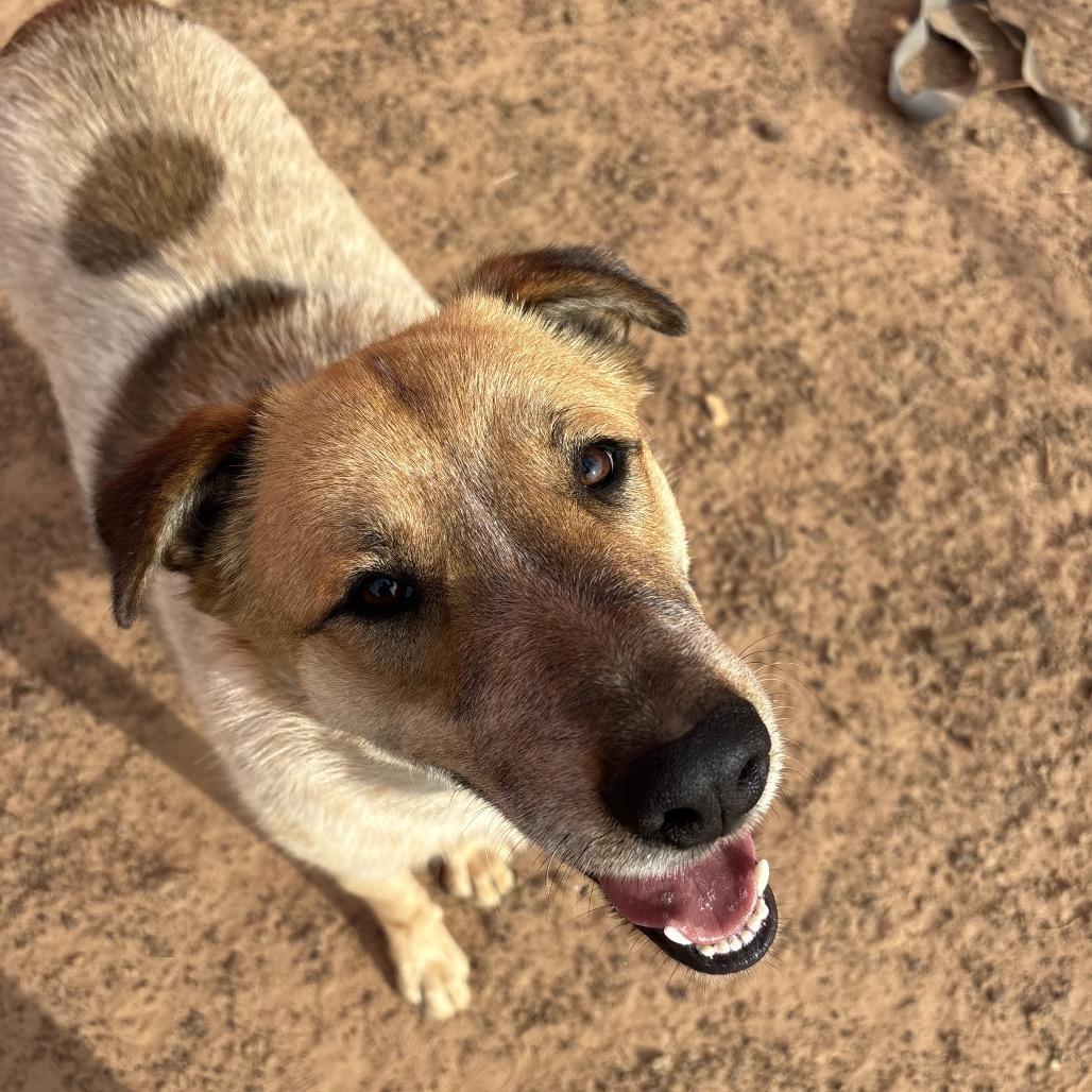 Enlarge Cowboy, a Adoptable mixed breed in Wadena, MN image 6/6