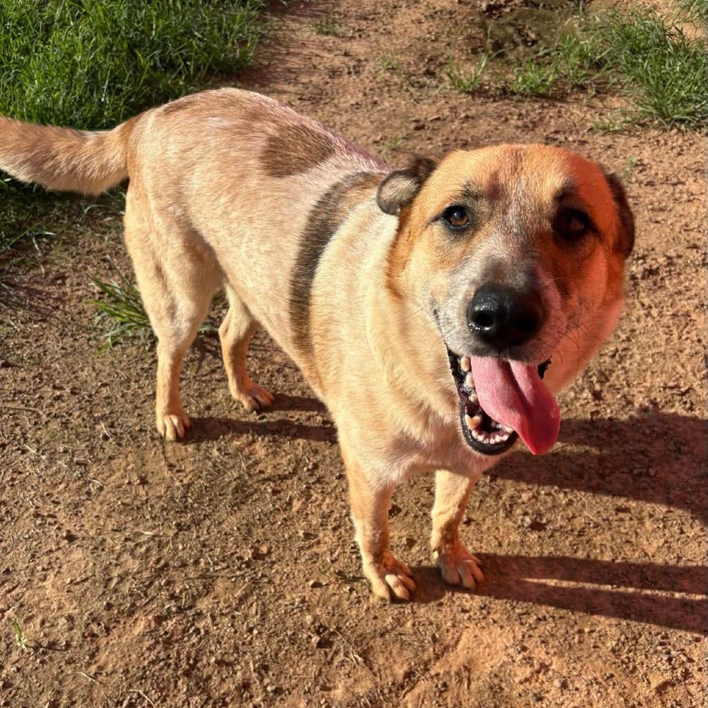 Cowboy, a Adoptable mixed breed in Wadena, MN image 6/6