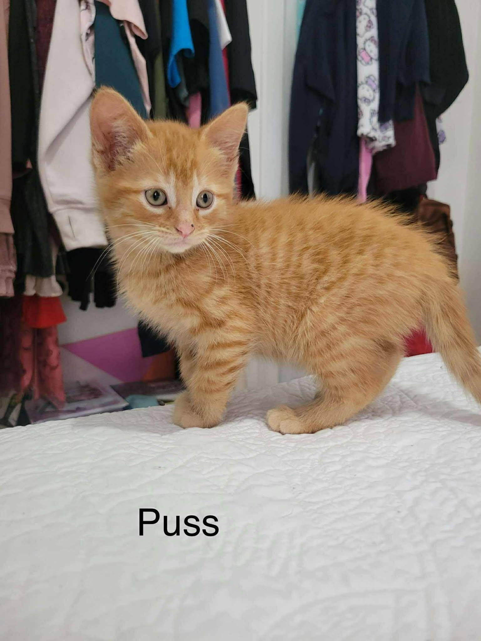 Puss