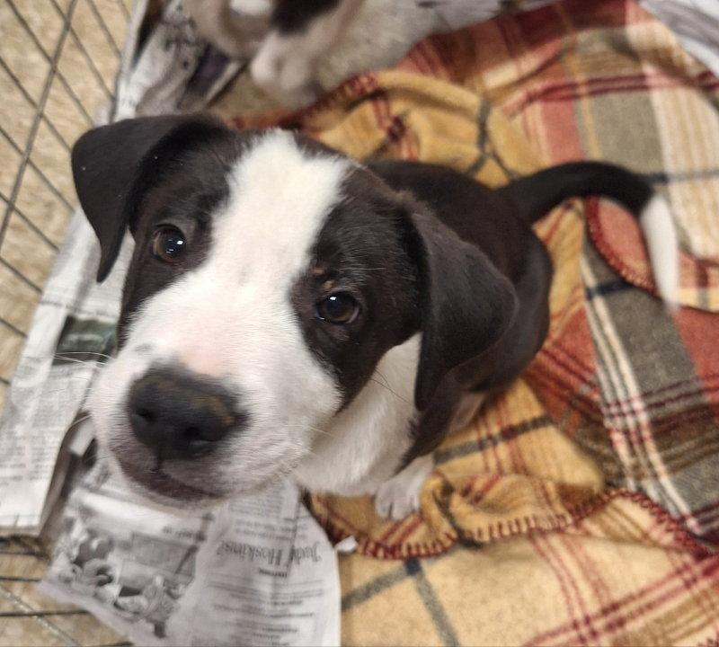 BooBoo, Adoptable, Puppy Male Border Collie.