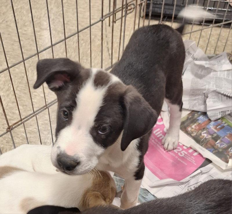 Enlarge BooBoo, a Adoptable Border Collie in House Springs, MO image 2/2