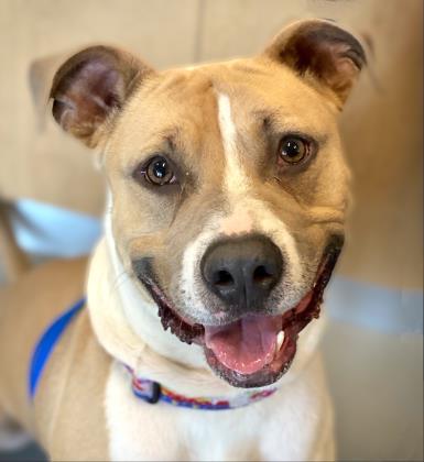 Enlarge Johnny Cage, a Adoptable mixed breed in Gwinn, MI image 1/3