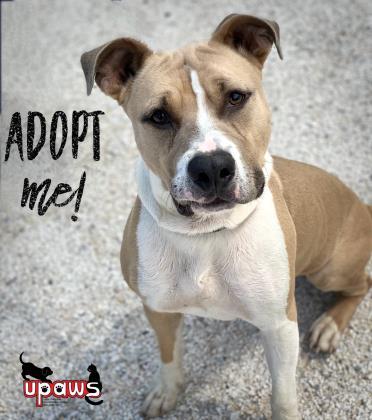 Enlarge Johnny Cage, a Adoptable mixed breed in Gwinn, MI image 2/3