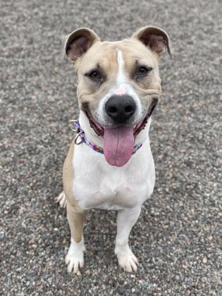 Enlarge Johnny Cage, a Adoptable mixed breed in Gwinn, MI image 3/3