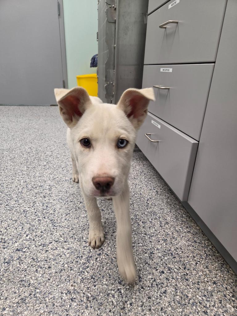 Simon, Adoptable, Puppy Male Terrier.