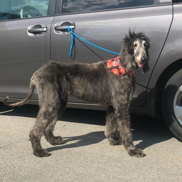 Quismat, a Adoptable Afghan Hound in Barrington, IL image 4/5