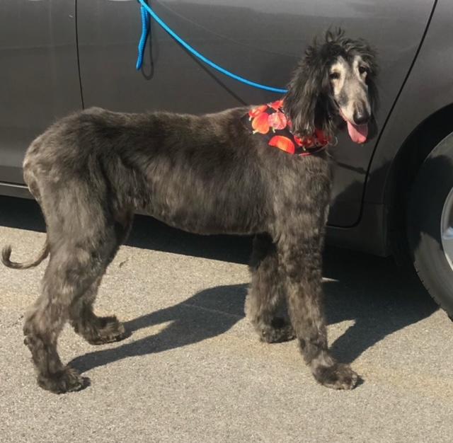 Quismat, a Adoptable Afghan Hound in Barrington, IL image 1/5