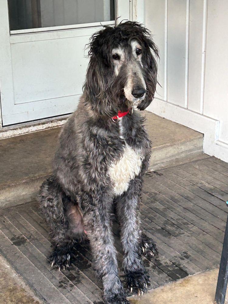 Quismat, a Adoptable Afghan Hound in Barrington, IL image 2/5