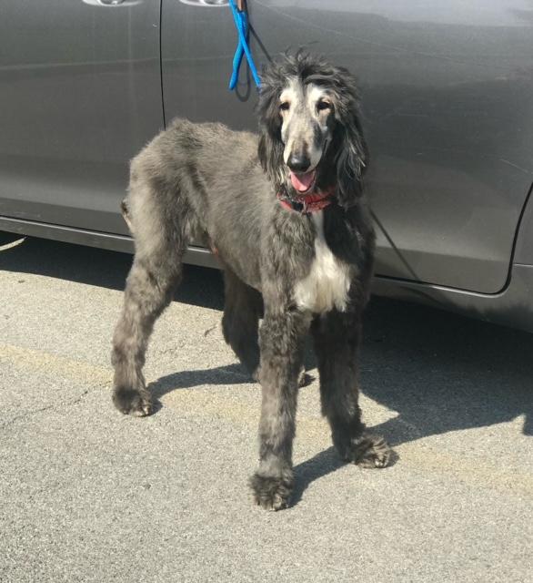 Quismat, a Adoptable Afghan Hound in Barrington, IL image 5/5