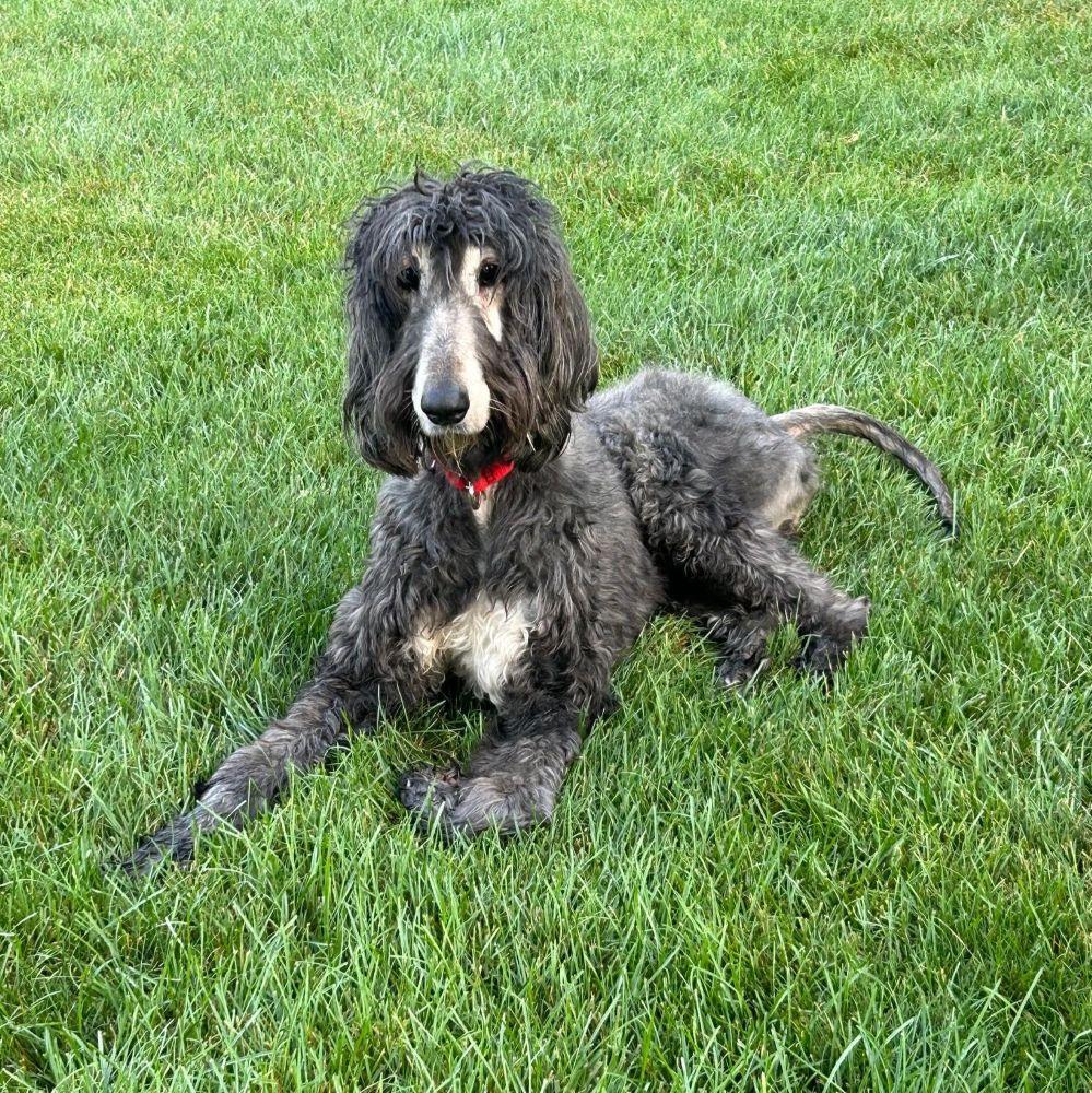 Quismat, a Adoptable Afghan Hound in Barrington, IL image 3/5
