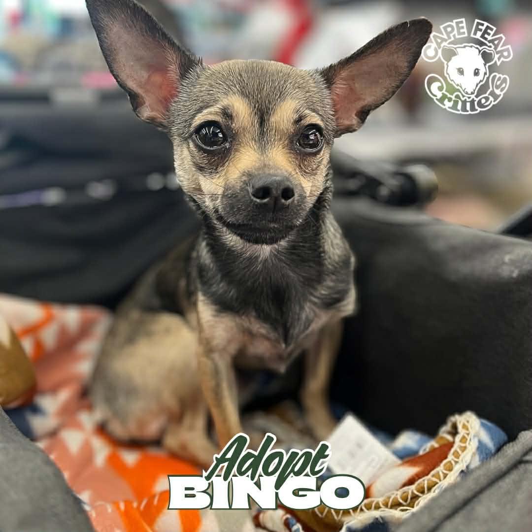 Enlarge Bingo, a Adopted Chihuahua in Wilmington, NC image 1/1
