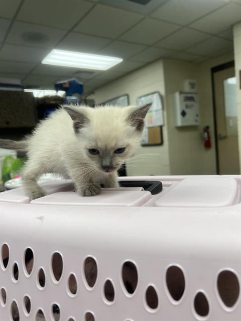 SIMON, Adoptable, Young Male Domestic Short Hair.