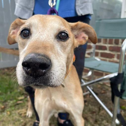 Hannah, Adoptable, Senior Female Mixed Breed.