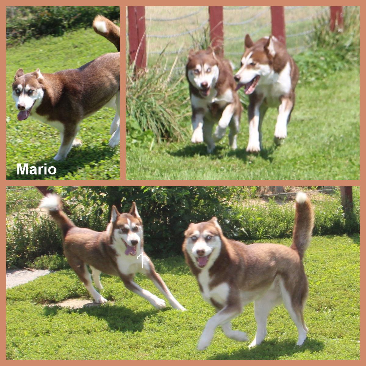 Enlarge Mario, a Adoptable Husky in Poland, IN image 1/3
