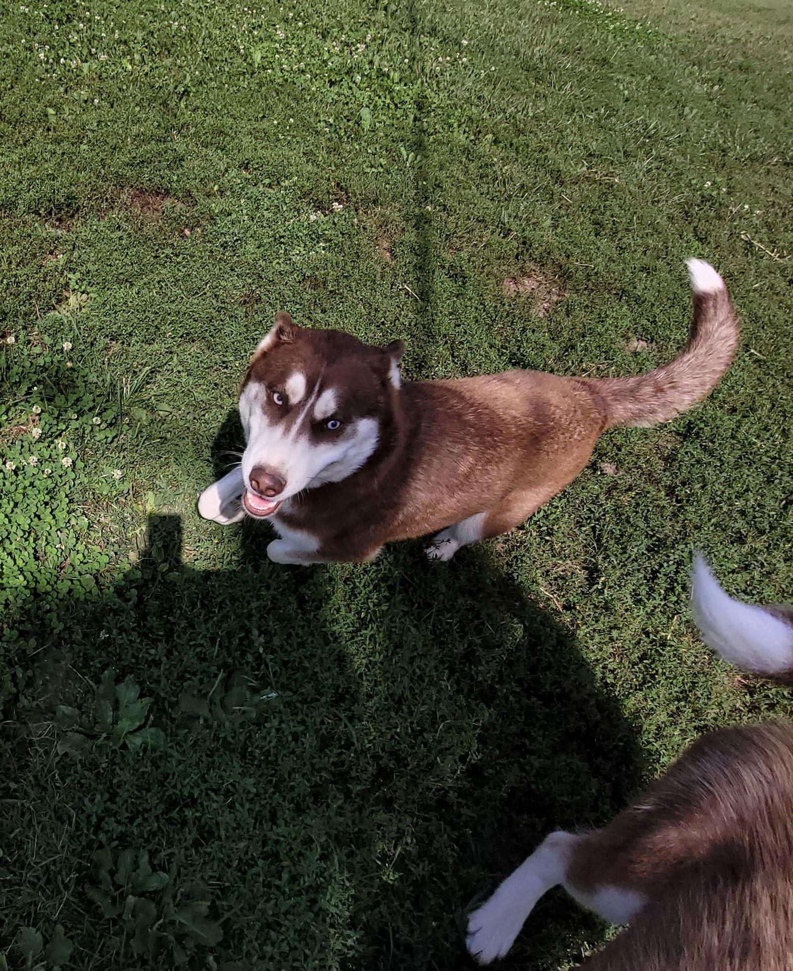 Mario, Adoptable, Adult Male Husky.