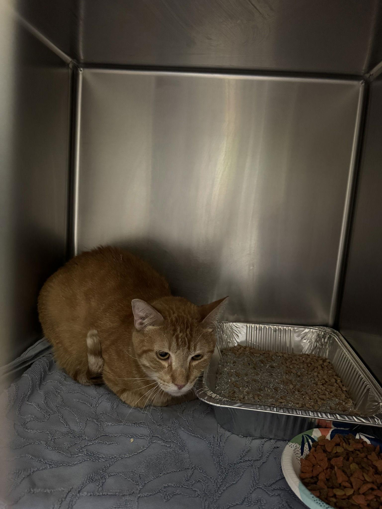 Enlarge Michael B Jordan, a Adoptable Domestic Short Hair in Rowlett, TX image 1/1