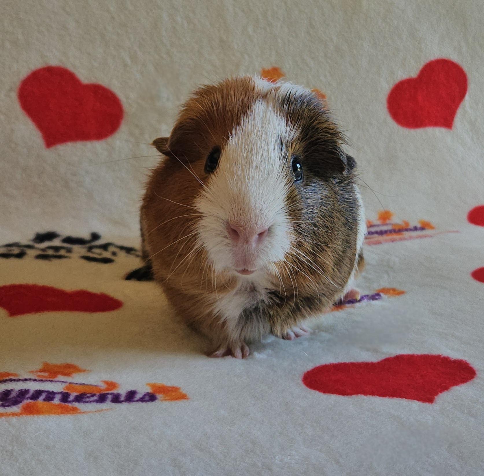 Scramble, ADOPTABLE, Adult Male Guinea Pig.