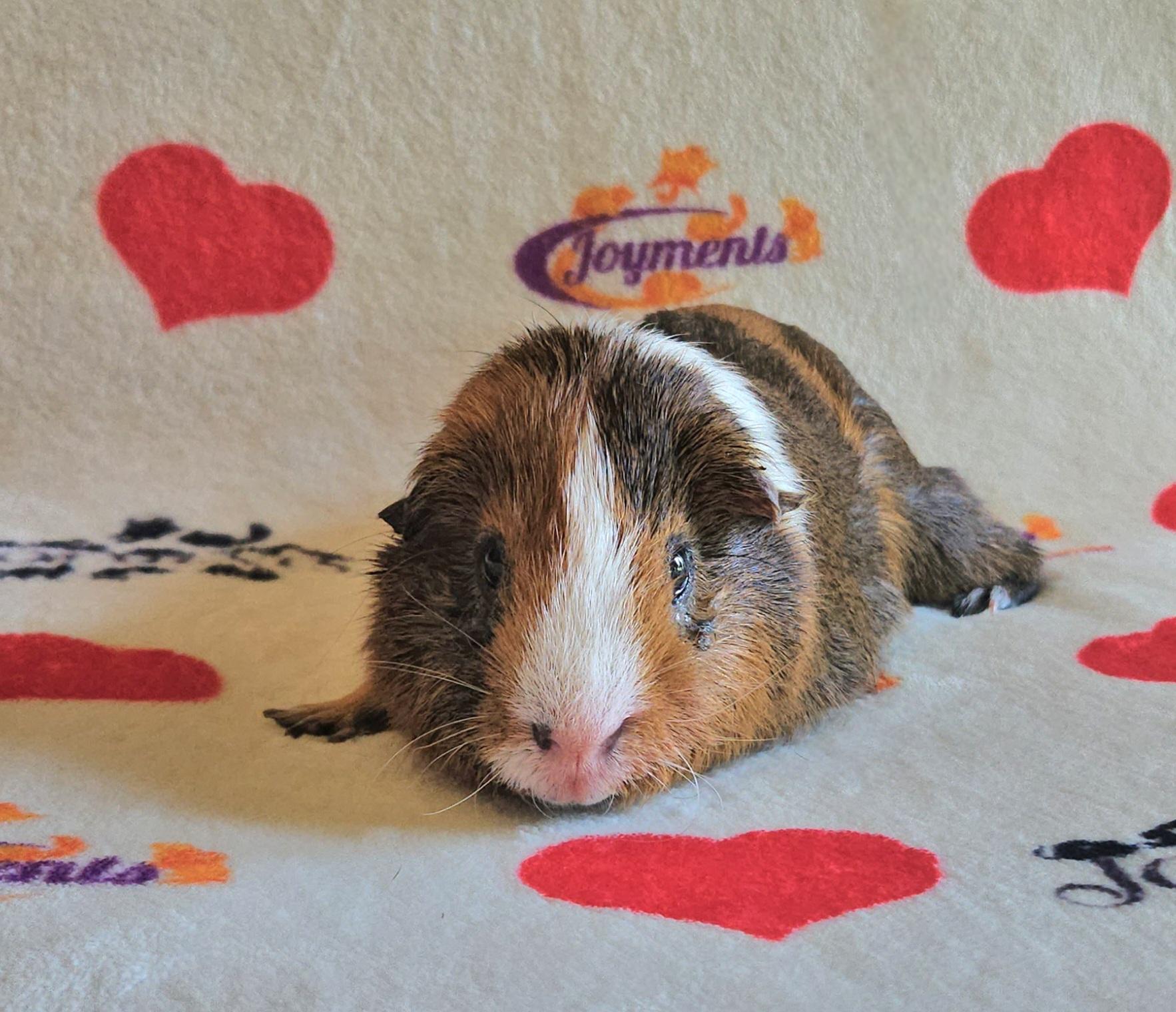 Enlarge Scramble, a ADOPTABLE Guinea Pig in Saint Paul, MN image 2/3