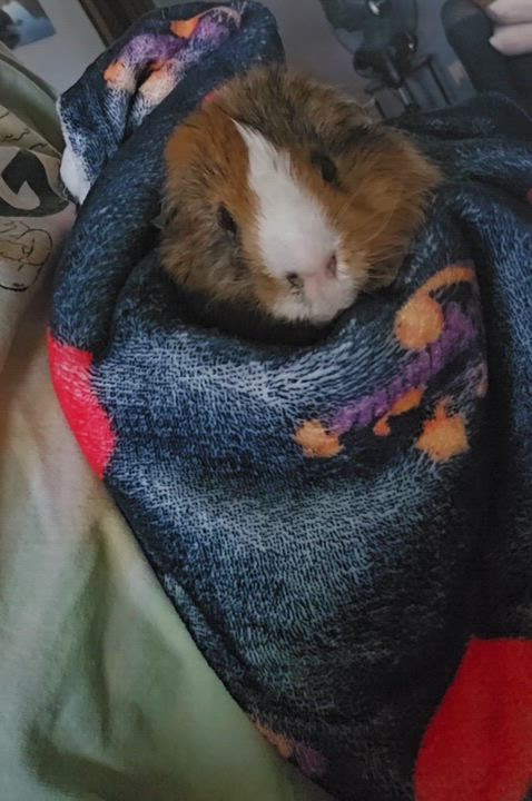 Enlarge Scramble, a ADOPTABLE Guinea Pig in Saint Paul, MN video 3/3