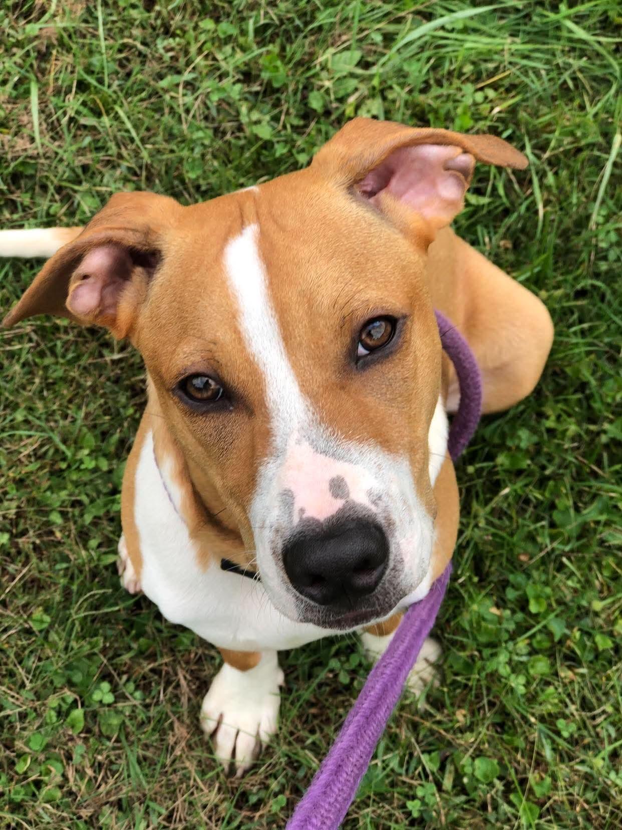 Domino, Adoptable, Young Male Hound & Pit Bull Terrier.