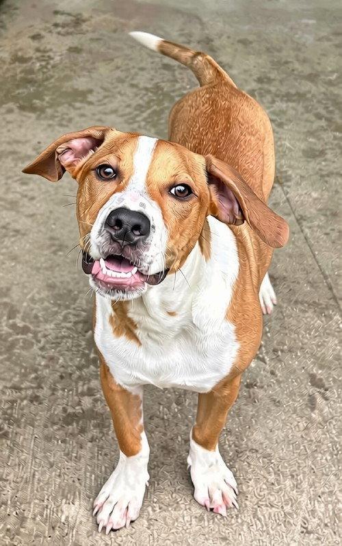 Enlarge Domino, a Adoptable mixed breed in Elkins, WV image 2/3