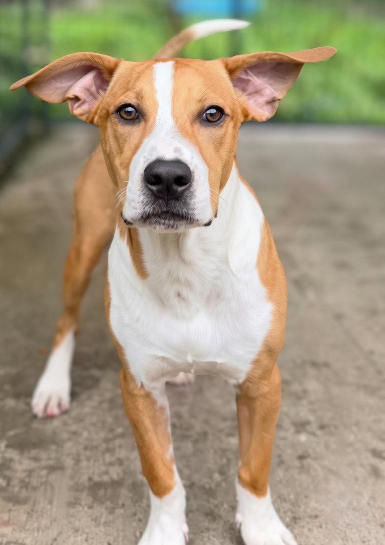 Enlarge Domino, a Adoptable mixed breed in Elkins, WV image 3/3