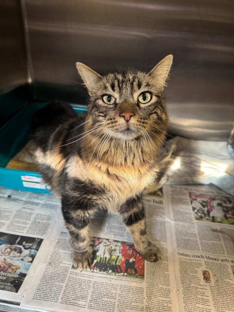 Enlarge Truman, a Adopted Domestic Long Hair in Sorrento, LA image 1/1