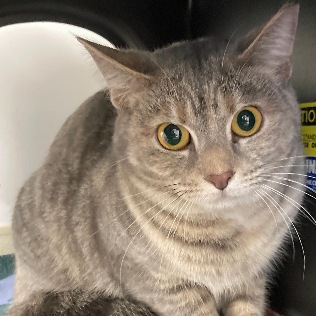 Enlarge Angel, a Adoptable Domestic Short Hair in Delaware, OH image 1/5