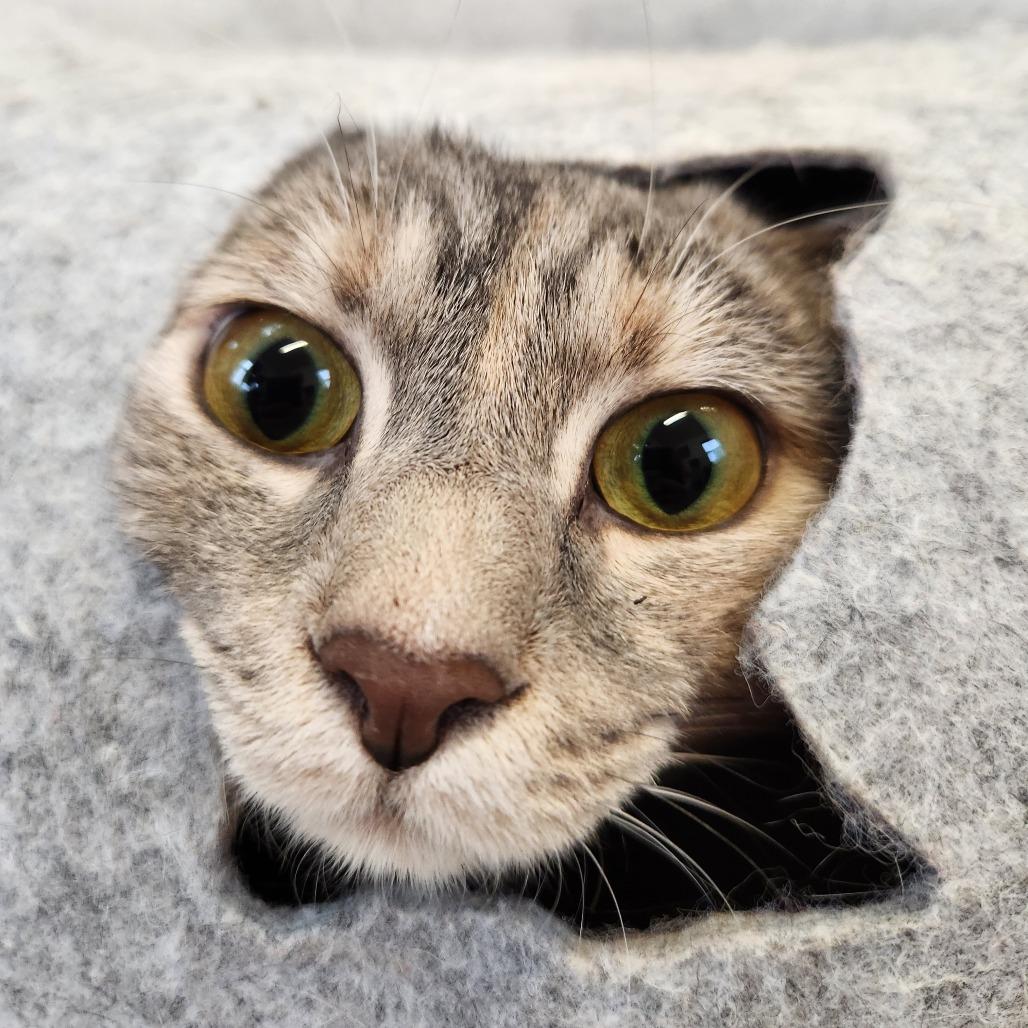 Enlarge Angel, a Adoptable Domestic Short Hair in Delaware, OH image 2/5