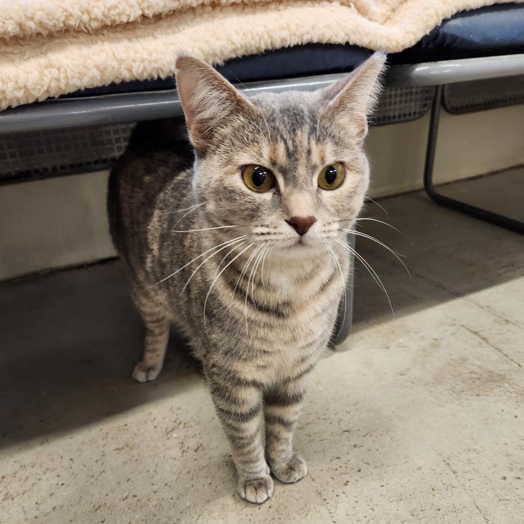 Enlarge Angel, a Adoptable Domestic Short Hair in Delaware, OH image 3/5