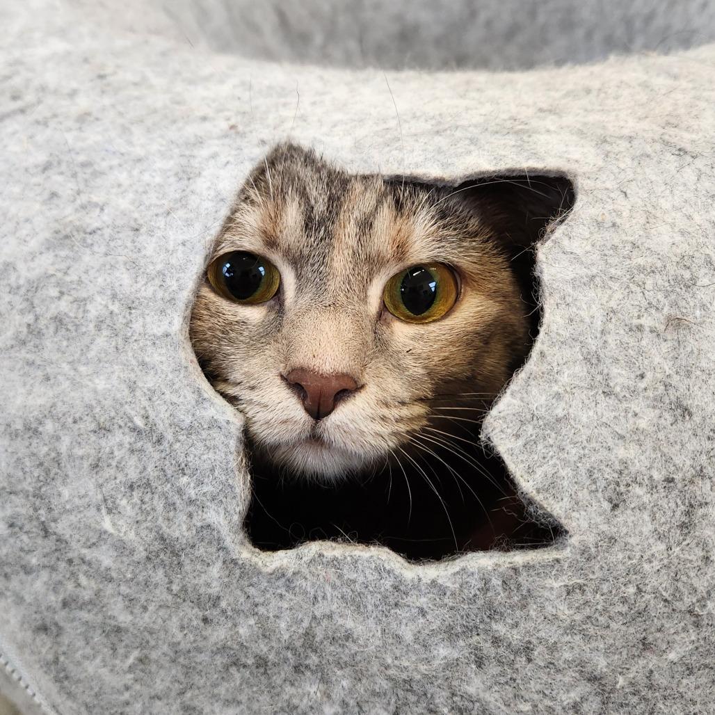 Enlarge Angel, a Adoptable Domestic Short Hair in Delaware, OH image 4/5