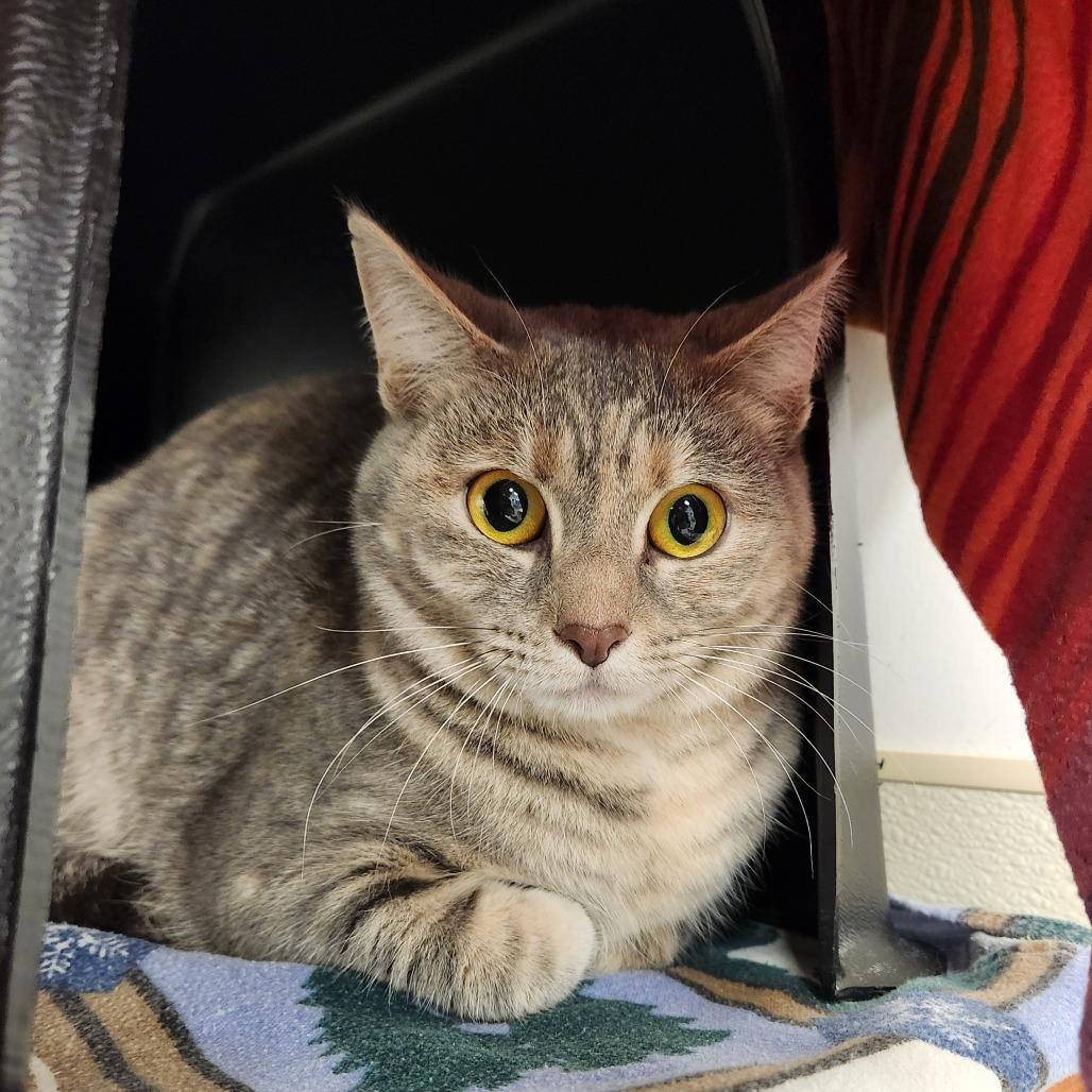 Enlarge Angel, a Adoptable Domestic Short Hair in Delaware, OH image 5/5