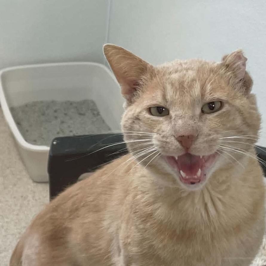 Enlarge Milton, a Adoptable Domestic Short Hair in St. Helena, CA image 1/4