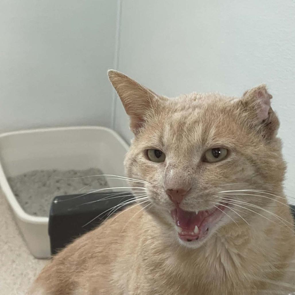 Enlarge Milton, a Adoptable Domestic Short Hair in St. Helena, CA image 2/4