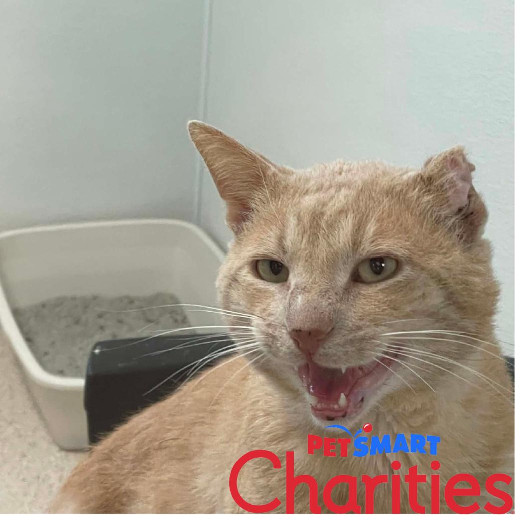 Enlarge Milton, a Adoptable Domestic Short Hair in St. Helena, CA image 3/4