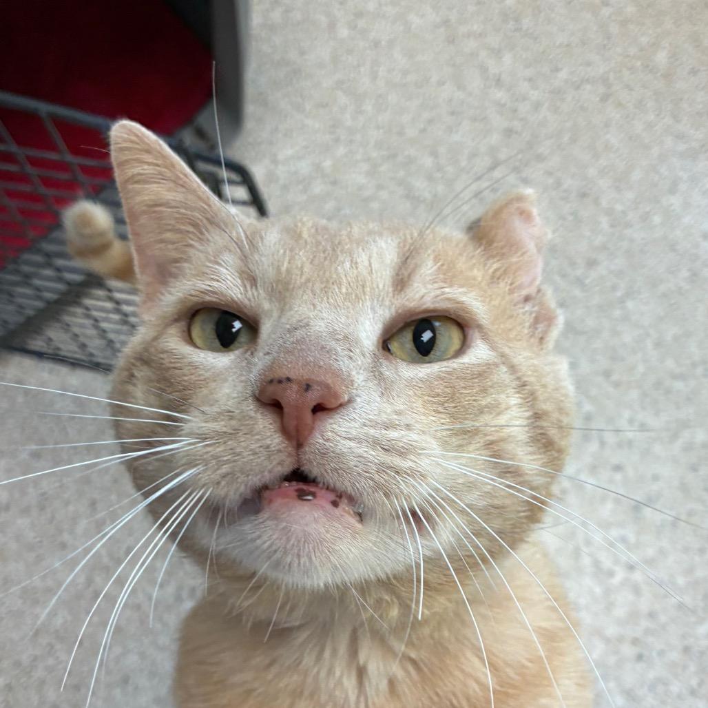 Enlarge Milton, a Adoptable Domestic Short Hair in St. Helena, CA image 4/4