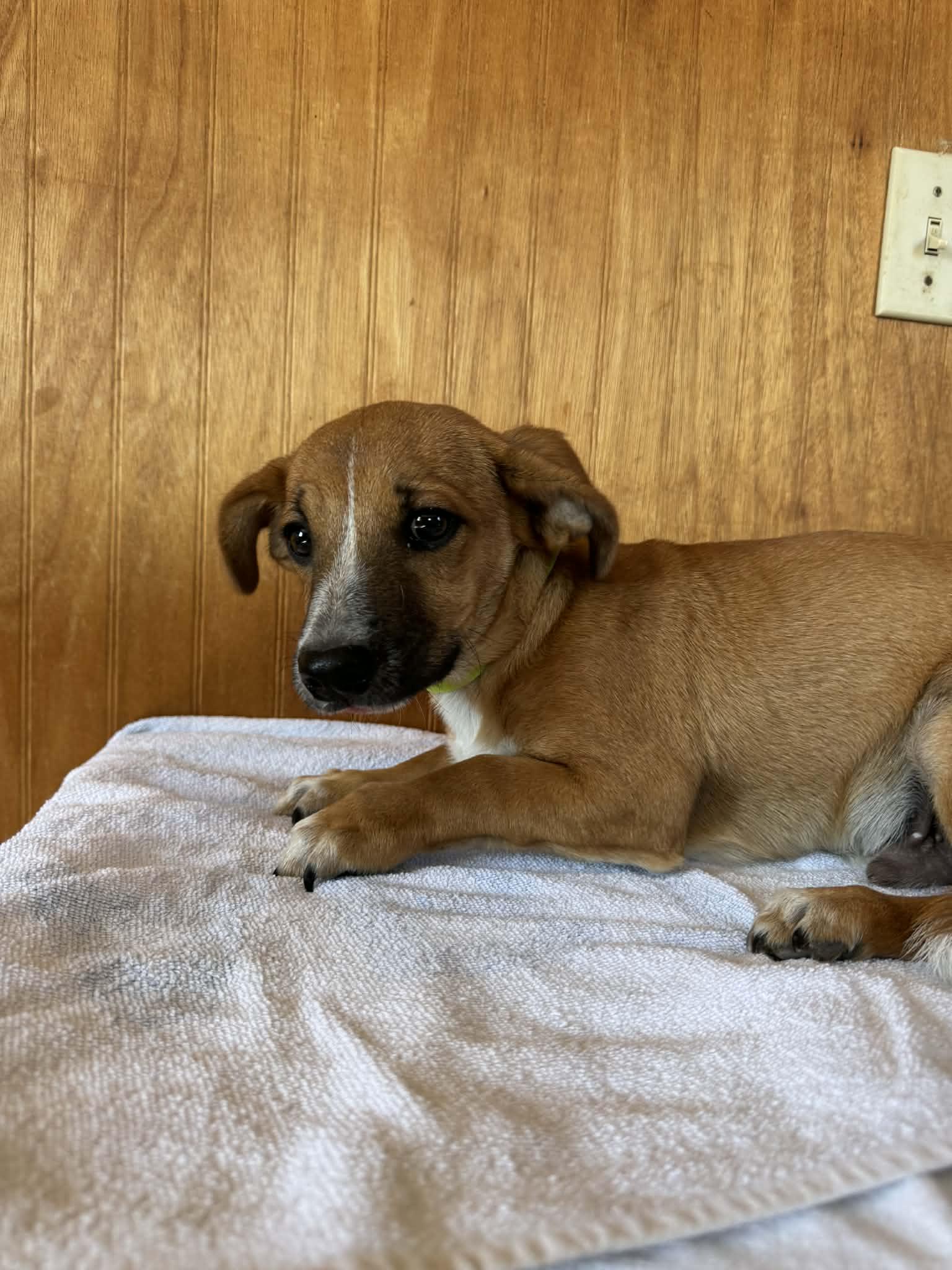 Enlarge Bear, a ADOPTABLE mixed breed in Sanger, TX image 2/6