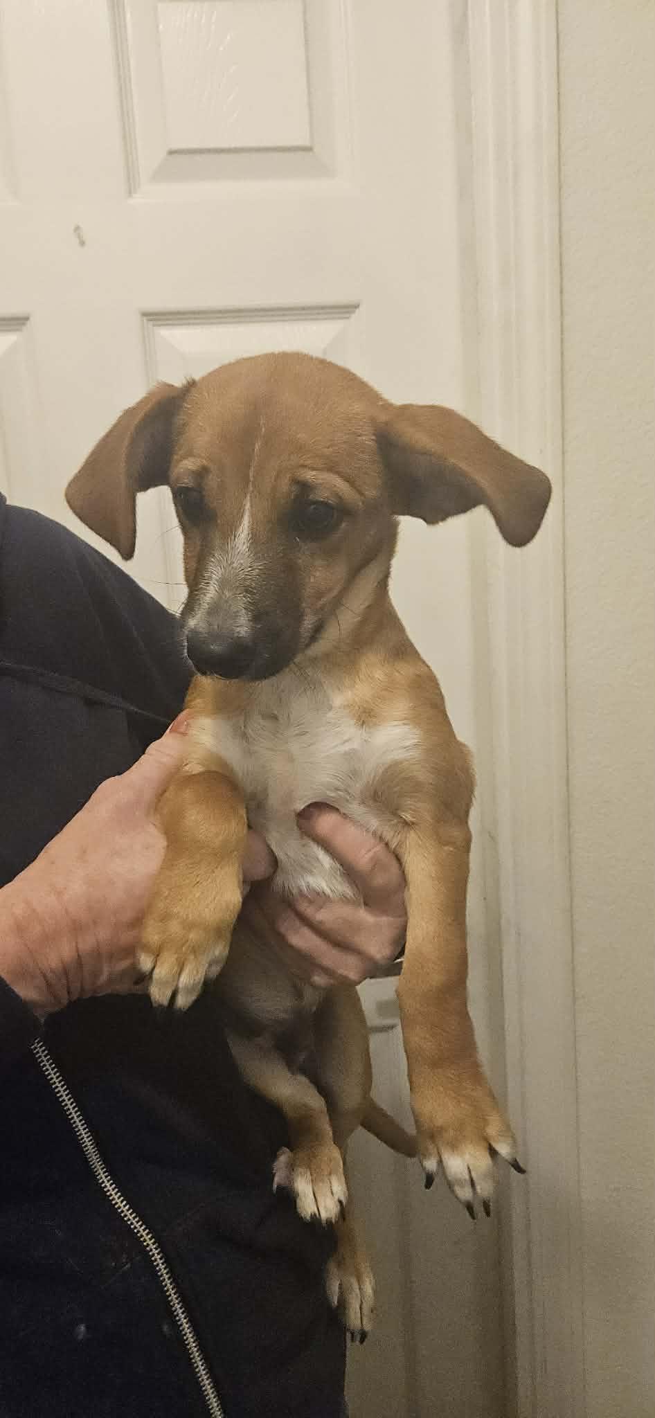 Enlarge Bear, a ADOPTABLE mixed breed in Sanger, TX image 1/6