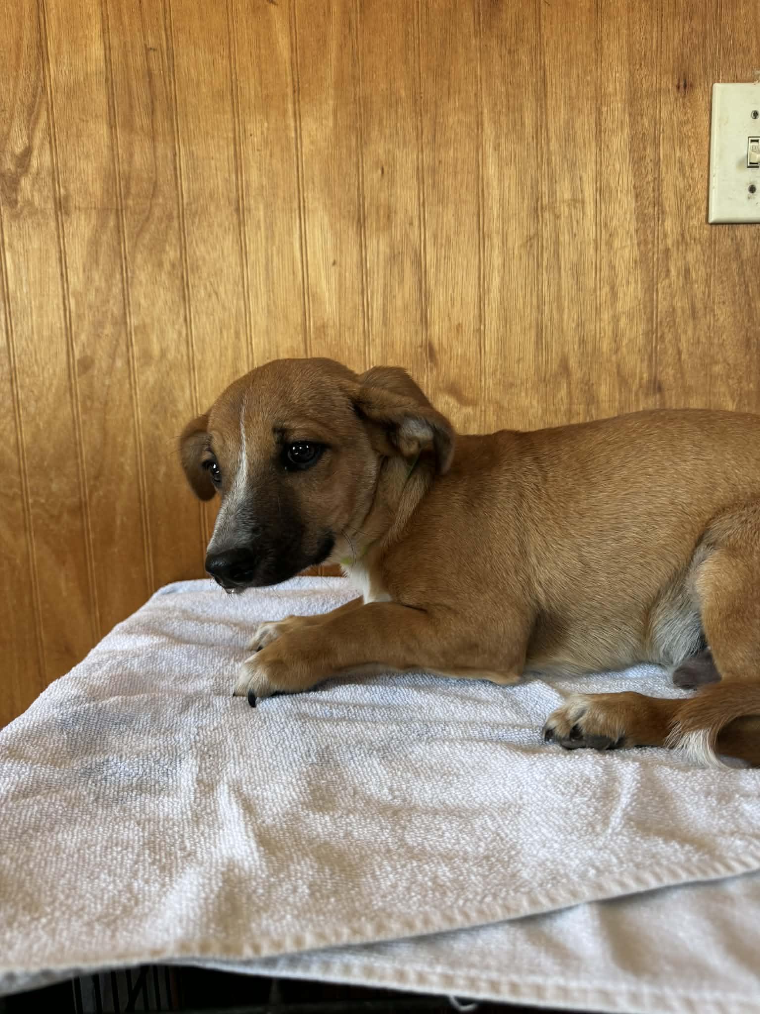 Enlarge Bear, a ADOPTABLE mixed breed in Sanger, TX image 3/6