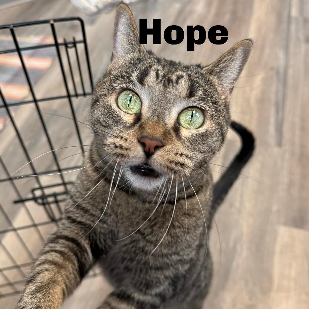 Hope 250999, Adoptable, Adult Female Domestic Short Hair.