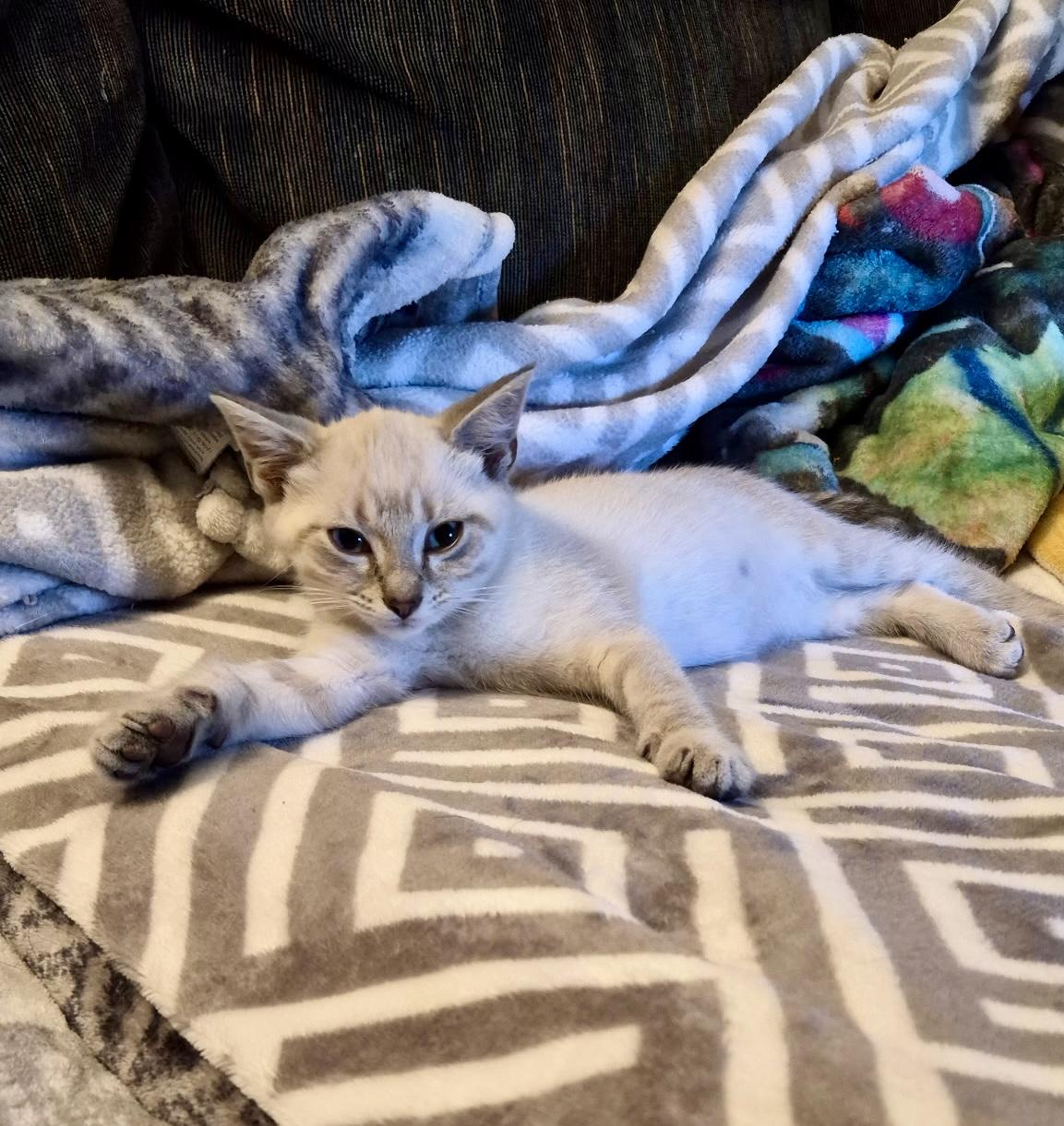 Fern, ADOPTABLE, Kitten Female Siamese.