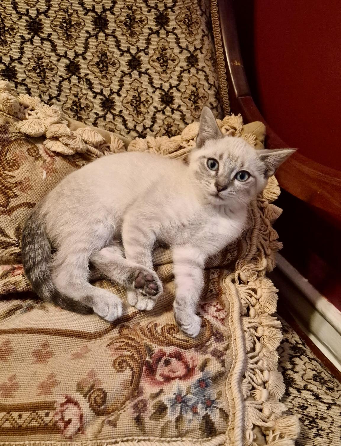 Enlarge Fern, a ADOPTABLE mixed breed in Louisville, KY image 3/5