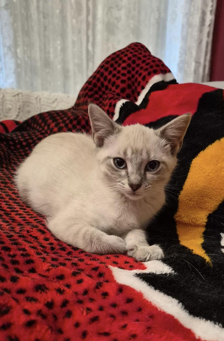 Enlarge Fern, a ADOPTABLE mixed breed in Louisville, KY image 2/5