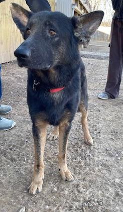 Berkeley, Adoptable, Adult Male Mixed Breed.
