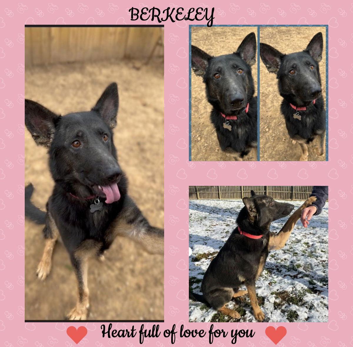Berkeley, a Adoptable German Shepherd Dog in Baltimore, MD image 1/3