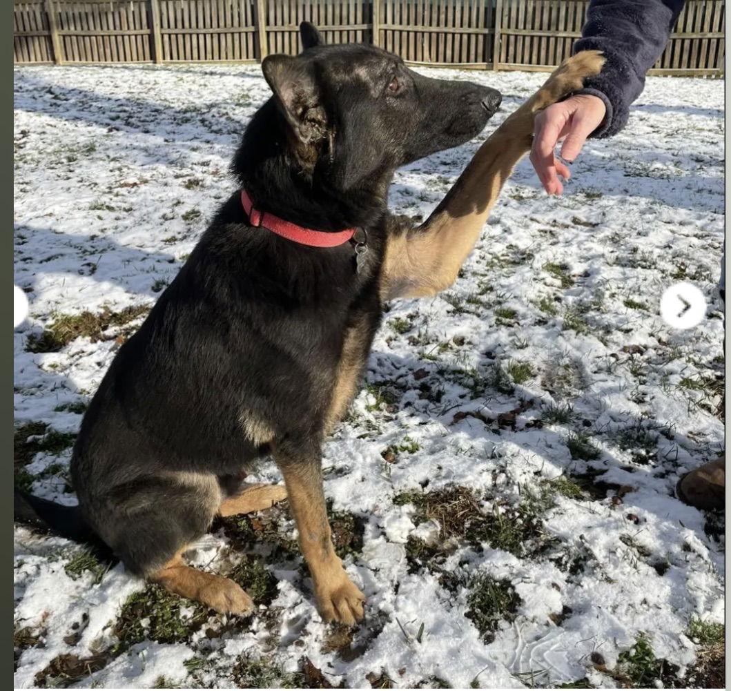 Enlarge Berkeley, a Adoptable Mixed Breed in Baltimore, MD image 2/3