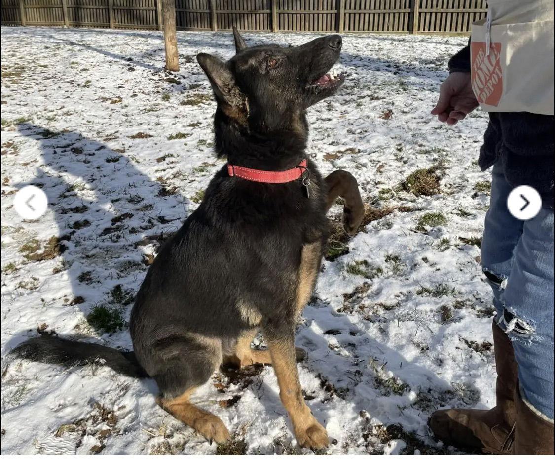 Enlarge Berkeley, a Adoptable Mixed Breed in Baltimore, MD image 3/3