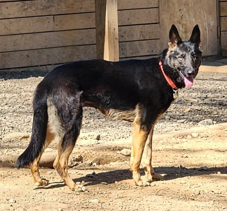 Enlarge Berkeley, a Adoptable German Shepherd Dog in Baltimore, MD image 1/3